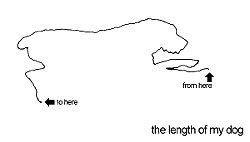 the length of my dog